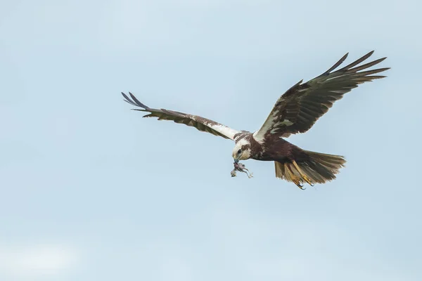 Nahaufnahme Des Vogels — Stockfoto