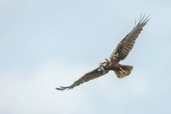 Close Zicht Van Vogel — Stockfoto