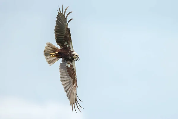 Close Zicht Van Vogel — Stockfoto