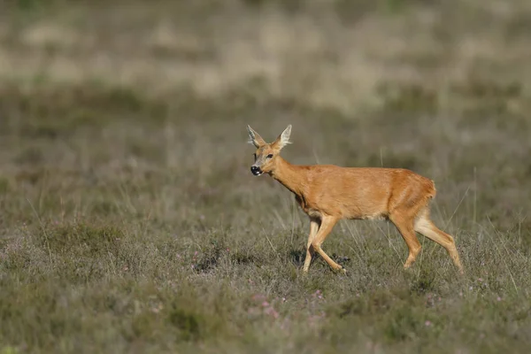 Giovani Cervi Habitat Naturale — Foto Stock