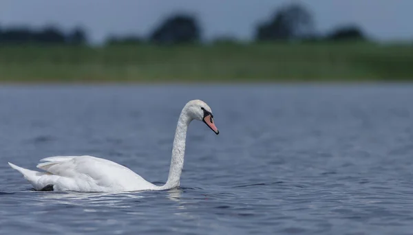 Zblízka Pohled Ptáka — Stock fotografie