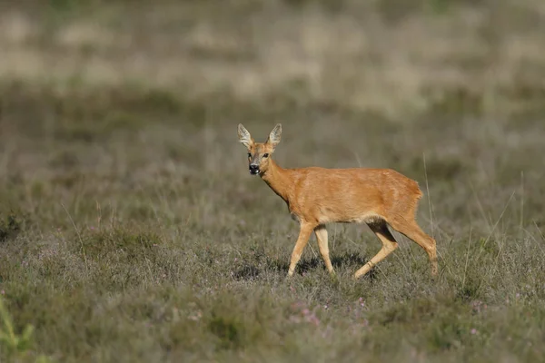 Jong Hert Natuurlijke Habitat — Stockfoto