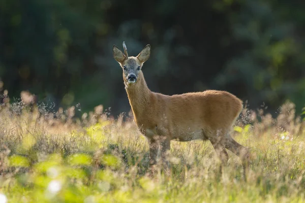 Młode Jelenie Środowisku Naturalnym — Zdjęcie stockowe