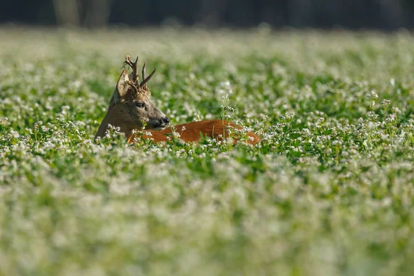 Jong Hert Natuurlijke Habitat — Stockfoto