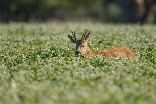 Giovani Cervi Habitat Naturale — Foto Stock