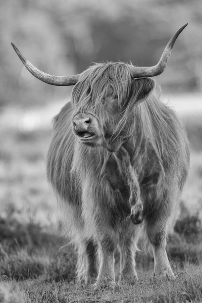 Vue Rapprochée Taureau — Photo