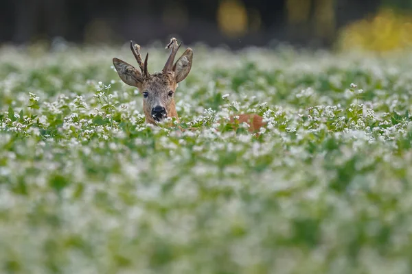 天然栖息地的小鹿 — 图库照片