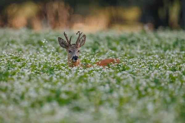 Jeunes Cerfs Dans Habitat Naturel — Photo