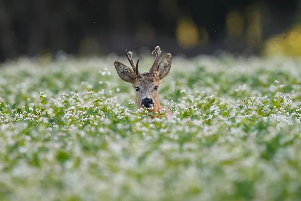 Jong Hert Natuurlijke Habitat — Stockfoto