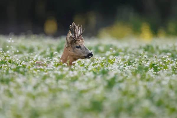 Young Deer Natural Habitat — Stock Photo, Image