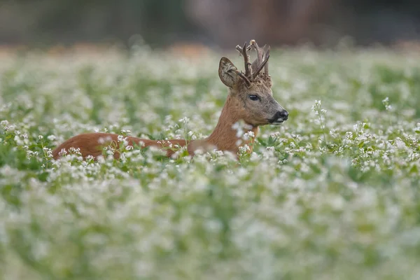 Young Deer Natural Habitat — Stock Photo, Image