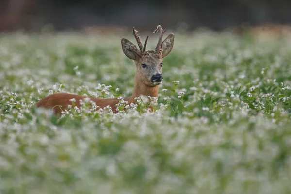 Jong Hert Natuurlijke Habitat — Stockfoto