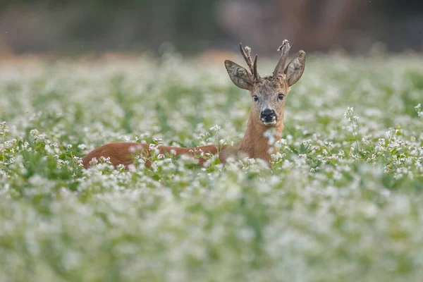 Jong Hert Natuurlijke Habitat — Stockfoto