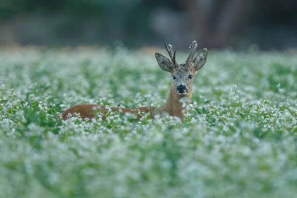 天然栖息地的小鹿 — 图库照片