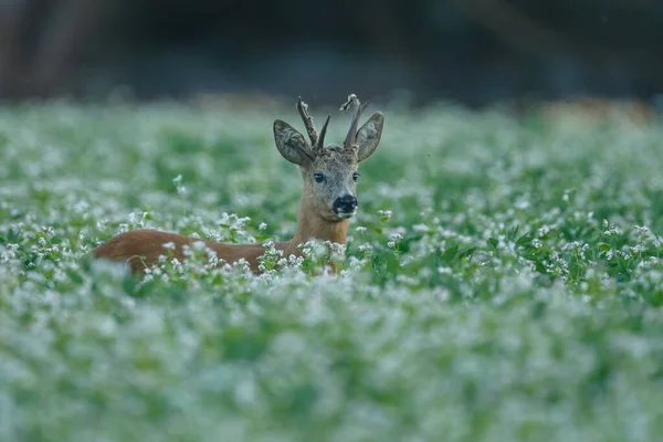 Giovani Cervi Habitat Naturale — Foto Stock