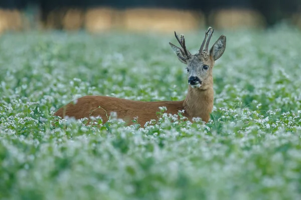 Young Deer Natural Habitat — Stock Photo, Image