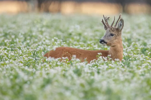 Jeunes Cerfs Dans Habitat Naturel — Photo