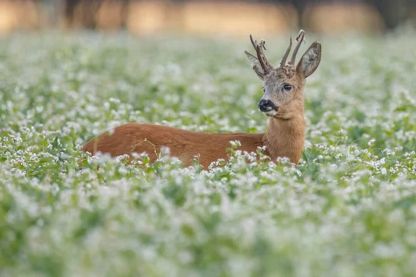 Jong Hert Natuurlijke Habitat — Stockfoto