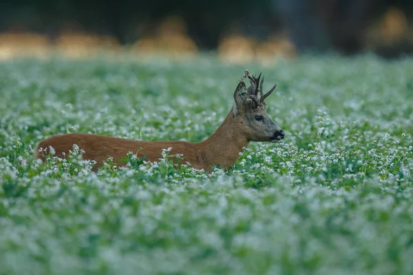 Jong Hert Natuurlijke Habitat — Stockfoto