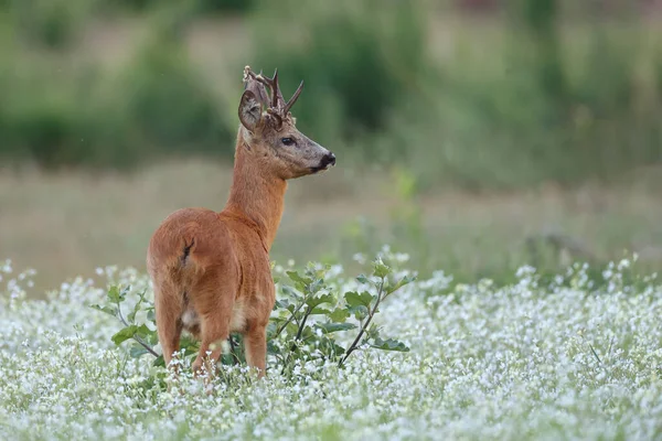 Mladý Jelen Přírodním Prostředí — Stock fotografie