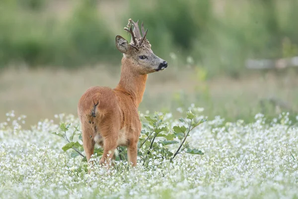 Jeunes Cerfs Dans Habitat Naturel — Photo