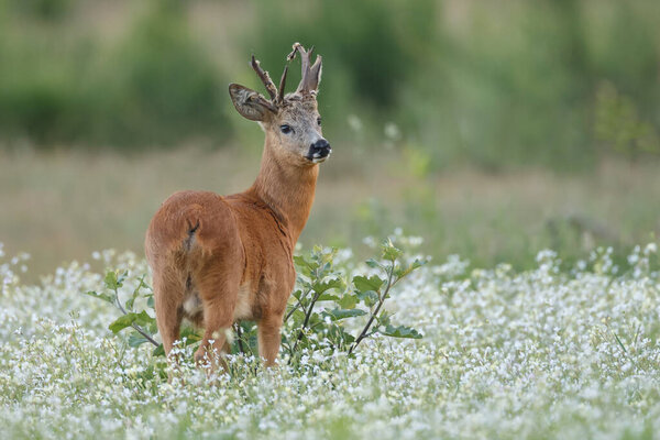 young deer in natural habitat