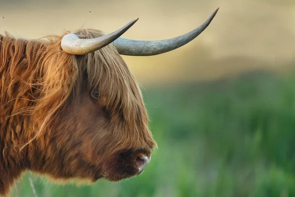 황소를 가까이 — 스톡 사진