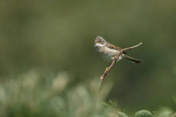 Vue Rapprochée Oiseau — Photo