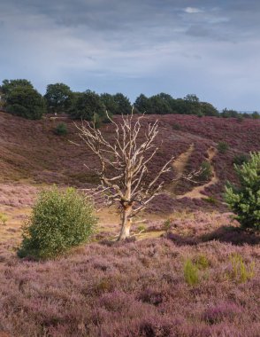 Akşamları lavanta dolu tepelerin doğa manzarası. 