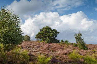 Akşamları lavanta dolu tepelerin doğa manzarası. 