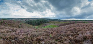 Akşamları lavanta dolu tepelerin doğa manzarası. 