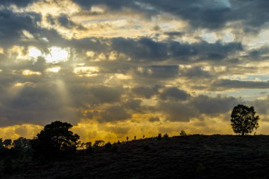 Akşamları lavanta dolu tepelerin doğa manzarası. 