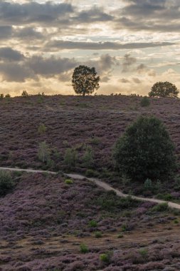 Akşamları lavanta dolu tepelerin doğa manzarası. 