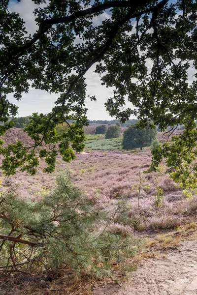 Natuur Schilderachtig Uitzicht Heuvels Vol Lavendel Avond — Stockfoto