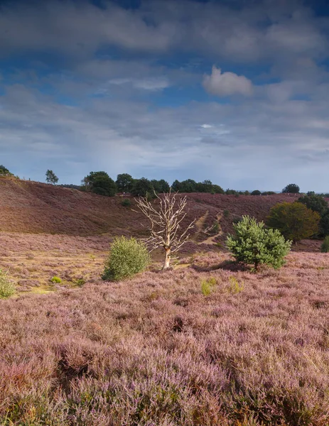 Natuur Schilderachtig Uitzicht Heuvels Vol Lavendel Avond — Stockfoto