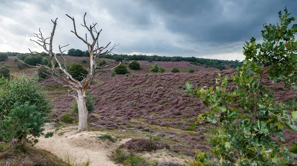 Naturaleza Vista Panorámica Sobre Colinas Llenas Lavanda Por Noche — Foto de Stock