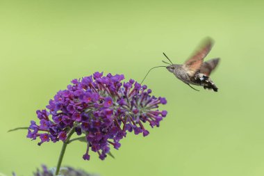 Bir sinekkuşu güvesi verbena çiçeğinin üzerinde uçuyor.