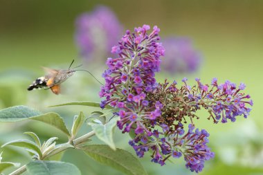 Bir sinekkuşu güvesi verbena çiçeğinin üzerinde uçuyor.