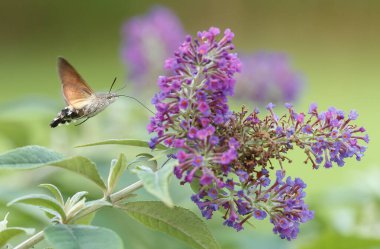 Bir sinekkuşu güvesi verbena çiçeğinin üzerinde uçuyor.