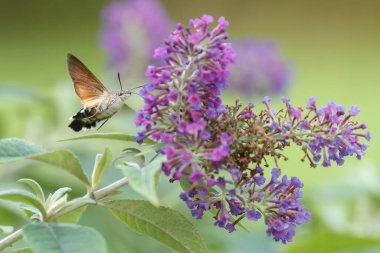 Bir sinekkuşu güvesi verbena çiçeğinin üzerinde uçuyor.