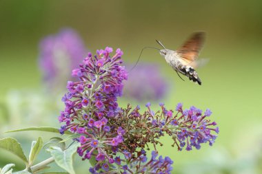 Bir sinekkuşu güvesi verbena çiçeğinin üzerinde uçuyor.