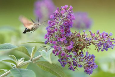 Bir sinekkuşu güvesi verbena çiçeğinin üzerinde uçuyor.