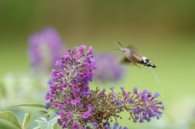 Bir sinekkuşu güvesi verbena çiçeğinin üzerinde uçuyor.