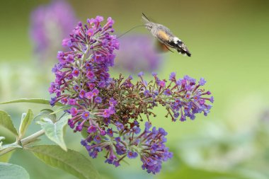 Bir sinekkuşu güvesi verbena çiçeğinin üzerinde uçuyor.