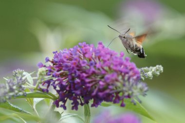 Bir sinekkuşu güvesi verbena çiçeğinin üzerinde uçuyor.