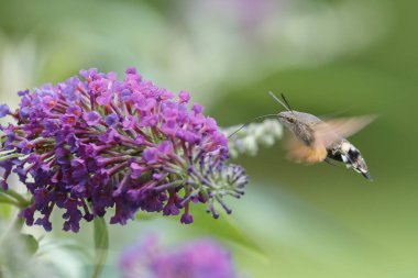Bir sinekkuşu güvesi verbena çiçeğinin üzerinde uçuyor.