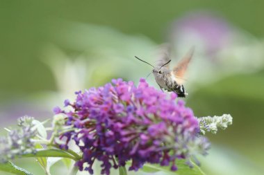 Bir sinekkuşu güvesi verbena çiçeğinin üzerinde uçuyor.