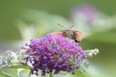 Bir sinekkuşu güvesi verbena çiçeğinin üzerinde uçuyor.