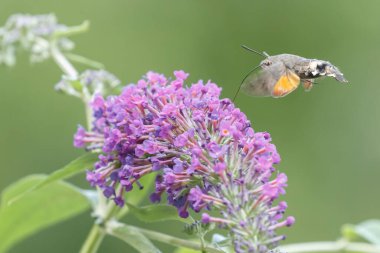 Bir sinekkuşu güvesi verbena çiçeğinin üzerinde uçuyor.