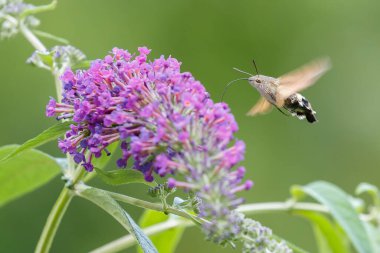 Bir sinekkuşu güvesi verbena çiçeğinin üzerinde uçuyor.